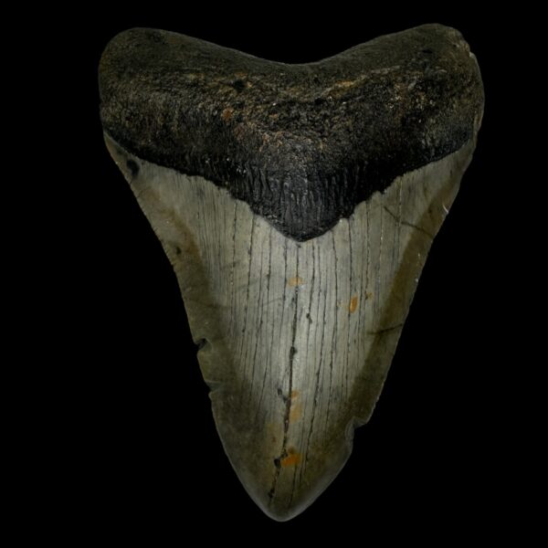 4.50" Megalodon Tooth Fossil