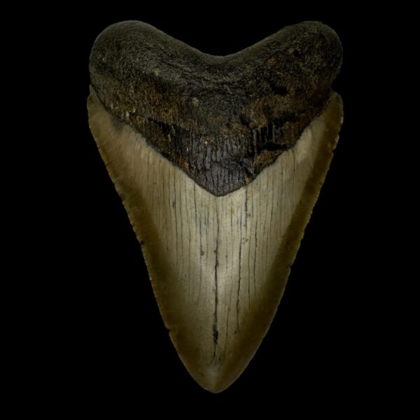 4.20" Megalodon Tooth Fossil