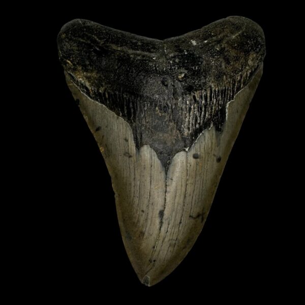 4.42" Megalodon Tooth Fossil