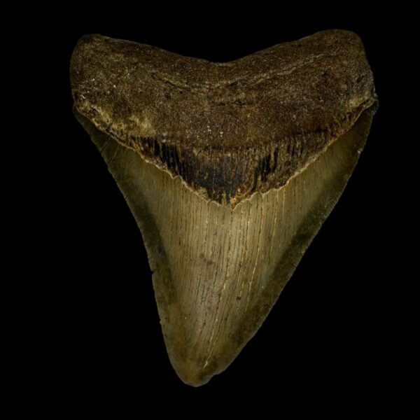 3.93" Megalodon Tooth Fossil