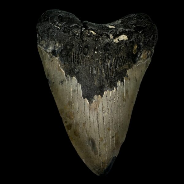 5.84" Megalodon Tooth Fossil