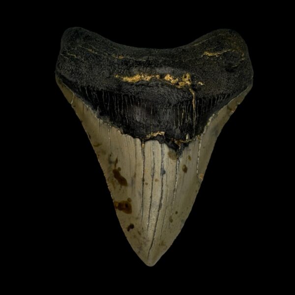 3.71" Megalodon Tooth Fossil