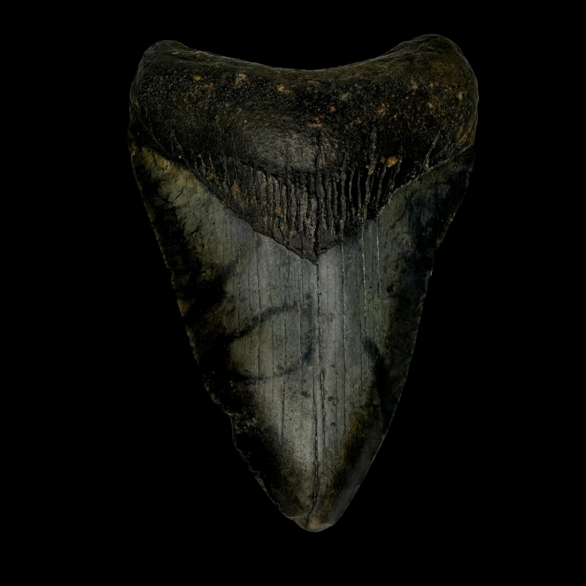 3.74" Megalodon Tooth Fossil