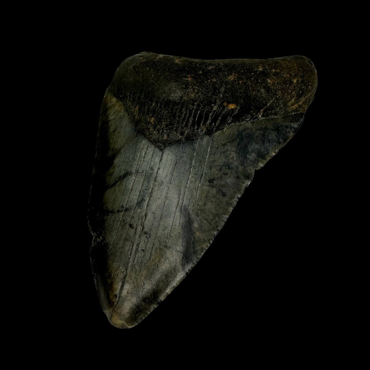 3.74" Megalodon Tooth Fossil - Image 3