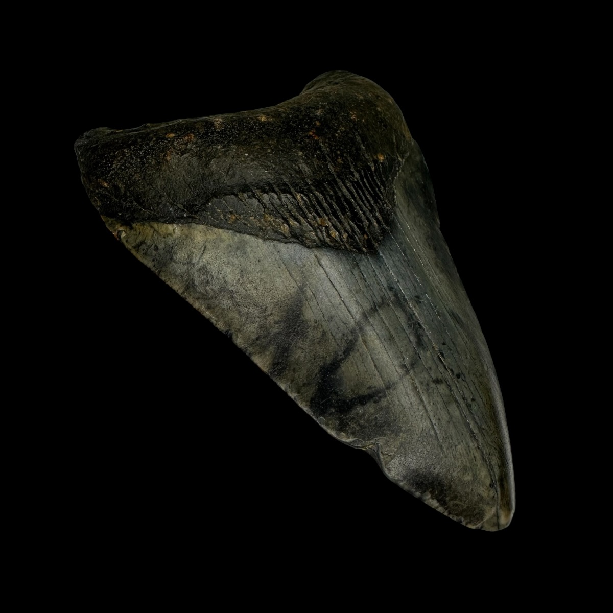 3.74" Megalodon Tooth Fossil - Image 4