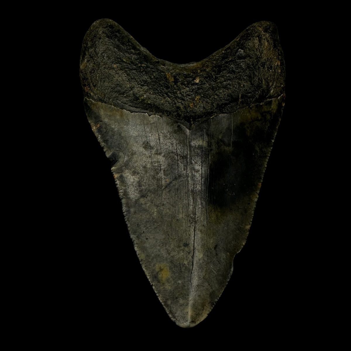 3.74" Megalodon Tooth Fossil - Image 2