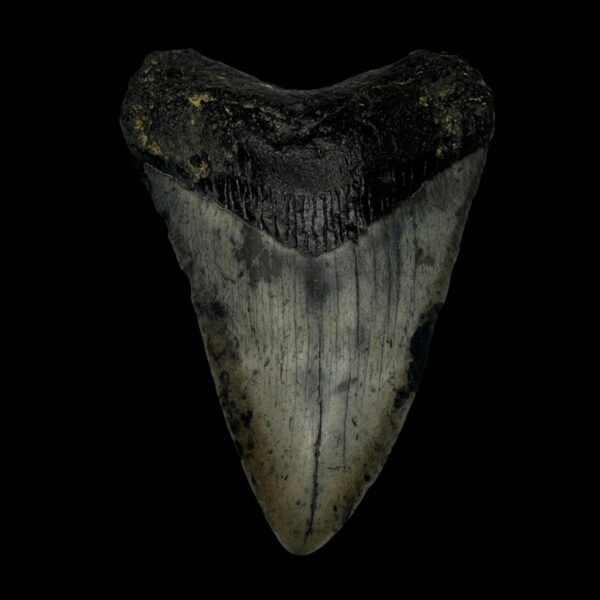 3.85" Megalodon Tooth Fossil