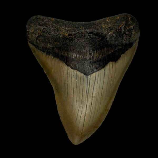 3.80" Megalodon Tooth Fossil
