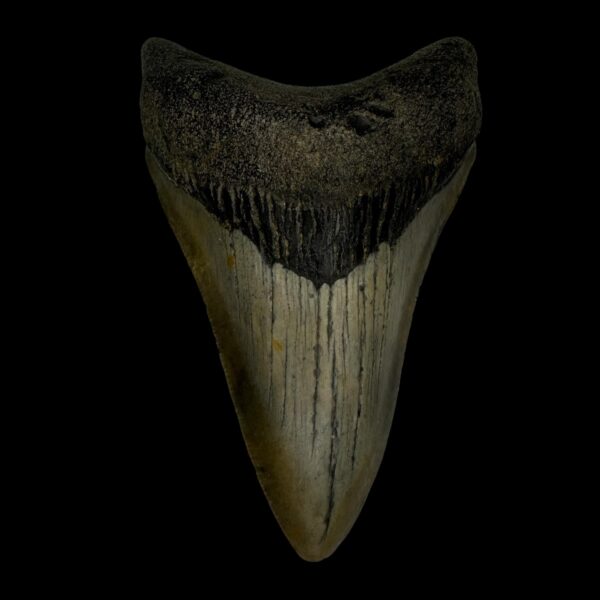 3.91" Megalodon Tooth Fossil