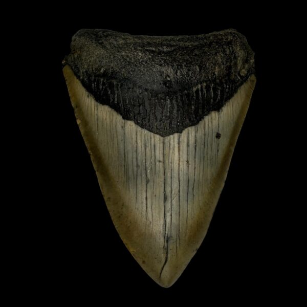 3.60" Megalodon Tooth Fossil