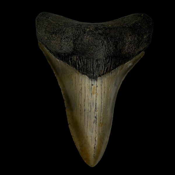 3.81" Megalodon Tooth Fossil