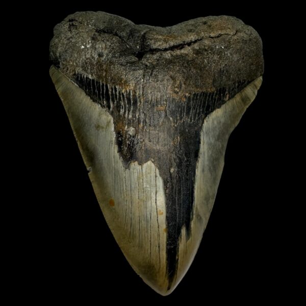 5.70" Megalodon Tooth Fossil