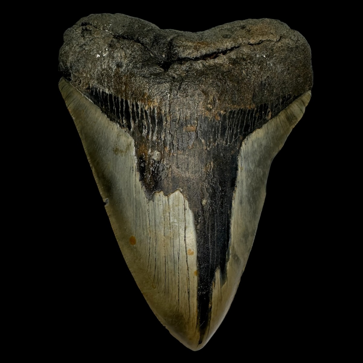 5.70" Megalodon Tooth Fossil