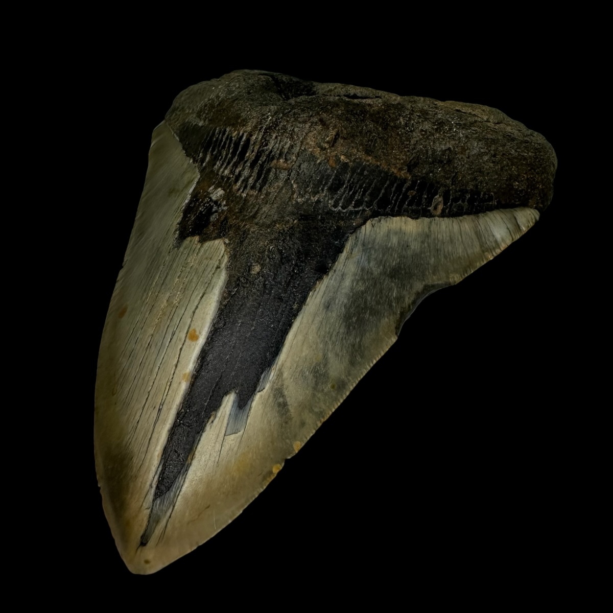 5.70" Megalodon Tooth Fossil - Image 3