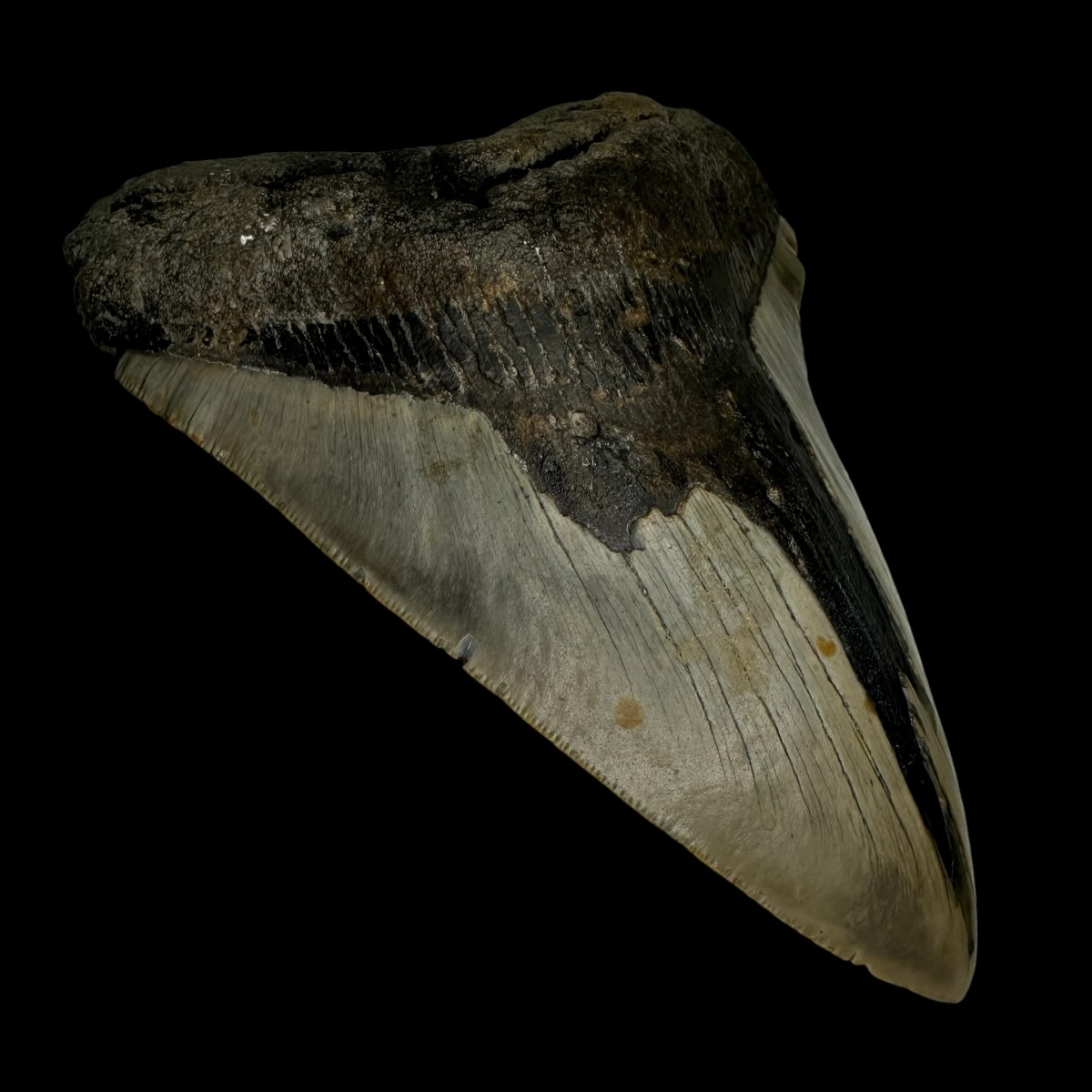 5.70" Megalodon Tooth Fossil - Image 4