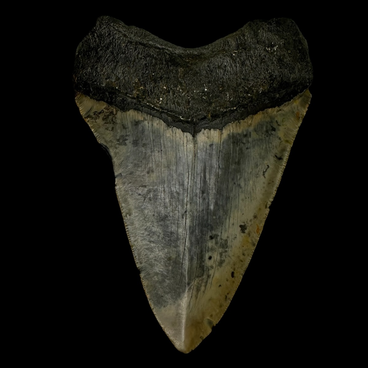 5.70" Megalodon Tooth Fossil - Image 2