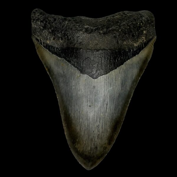 5.23" Megalodon Tooth Fossil
