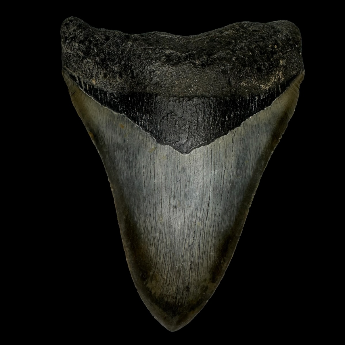 5.23" Megalodon Tooth Fossil