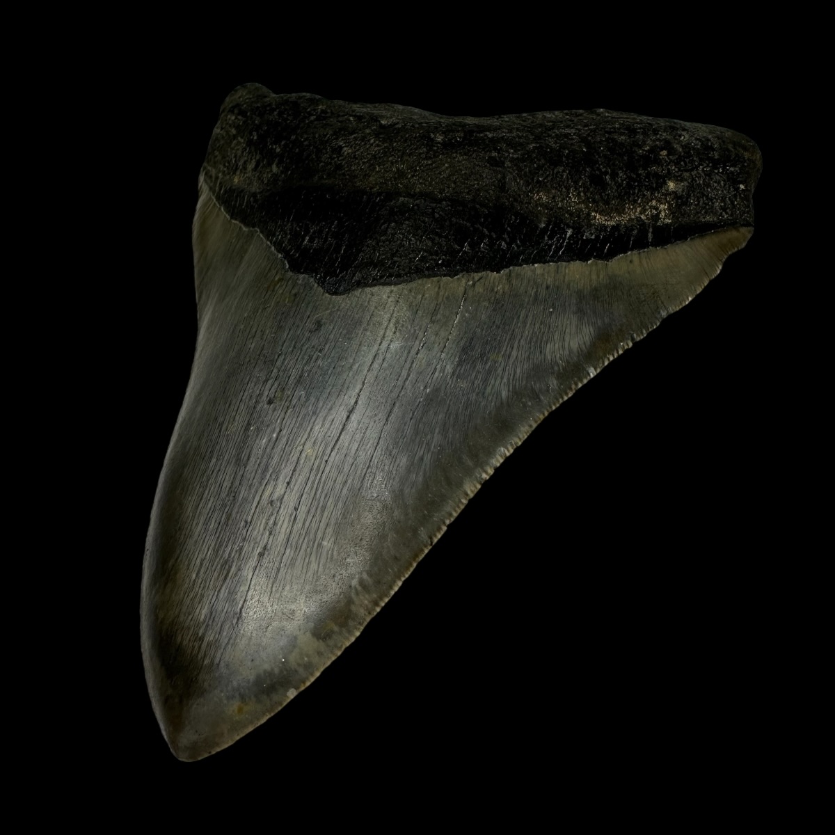 5.23" Megalodon Tooth Fossil - Image 3
