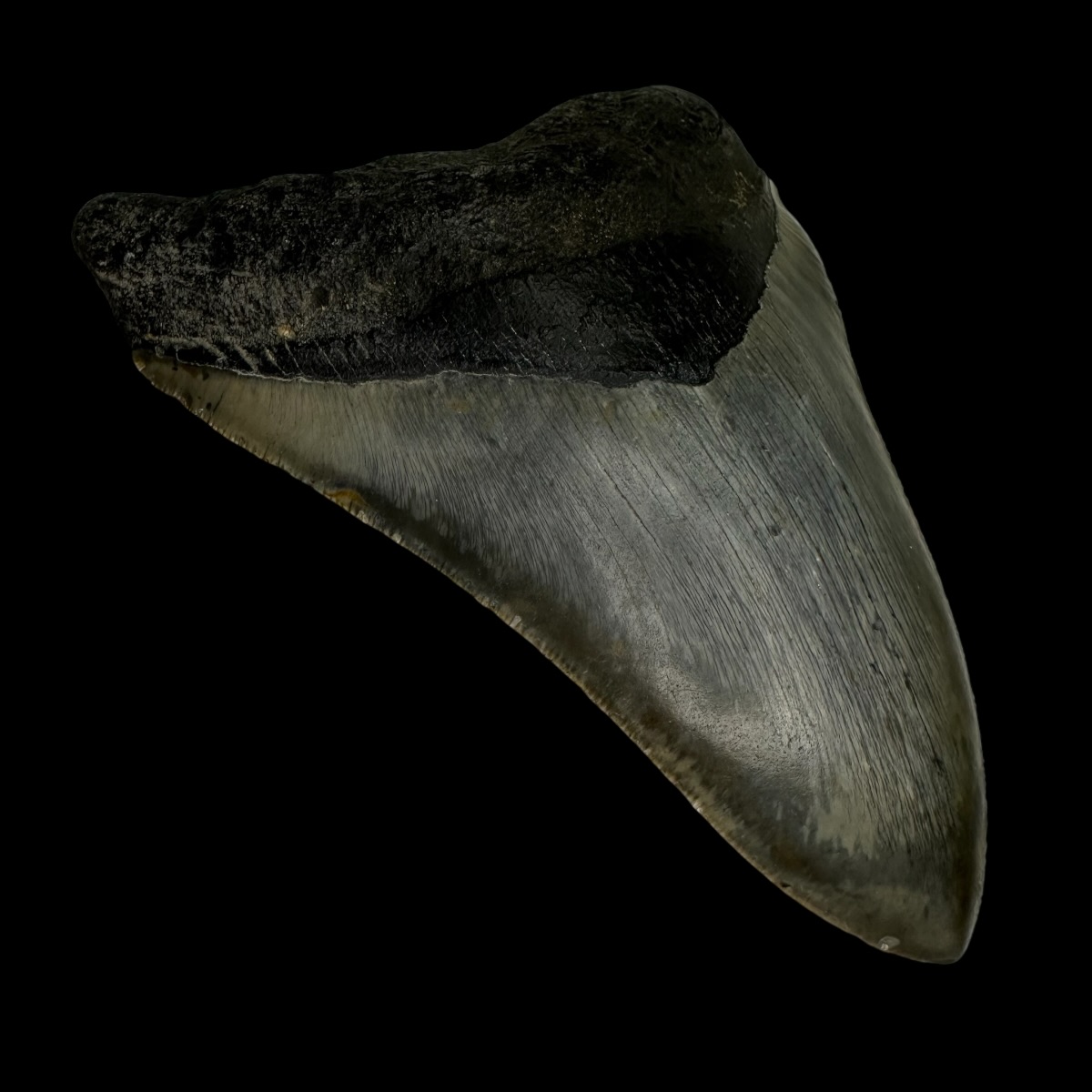 5.23" Megalodon Tooth Fossil - Image 4