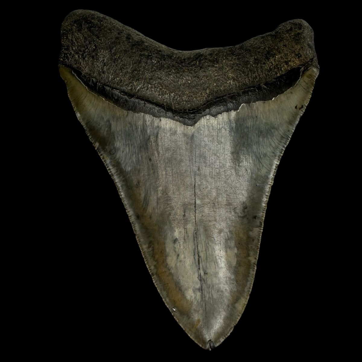 5.23" Megalodon Tooth Fossil - Image 2