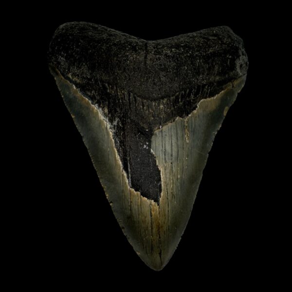 3.84" Megalodon Tooth Fossil