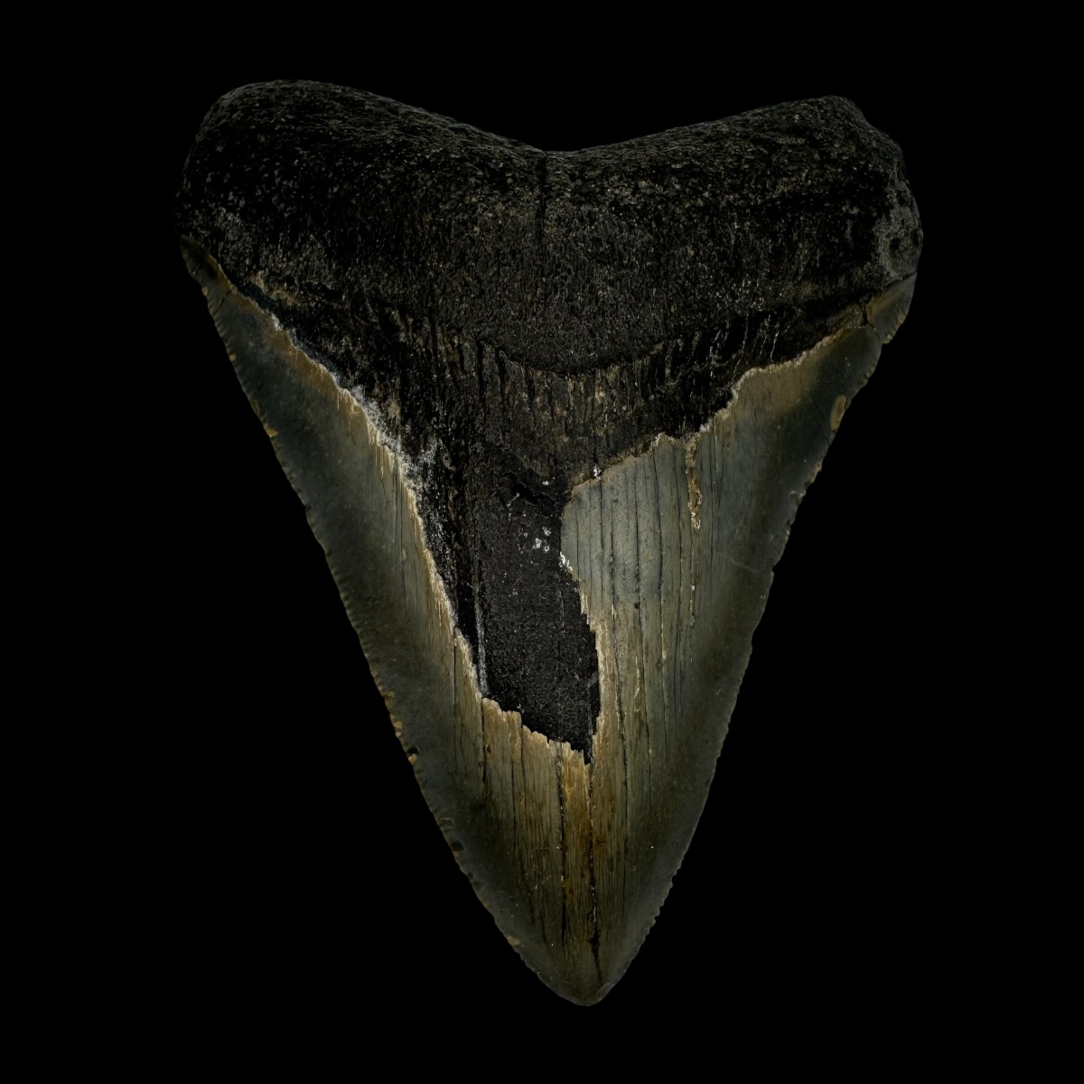3.84" Megalodon Tooth Fossil