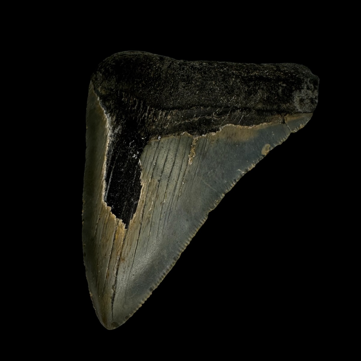 3.84" Megalodon Tooth Fossil - Image 3