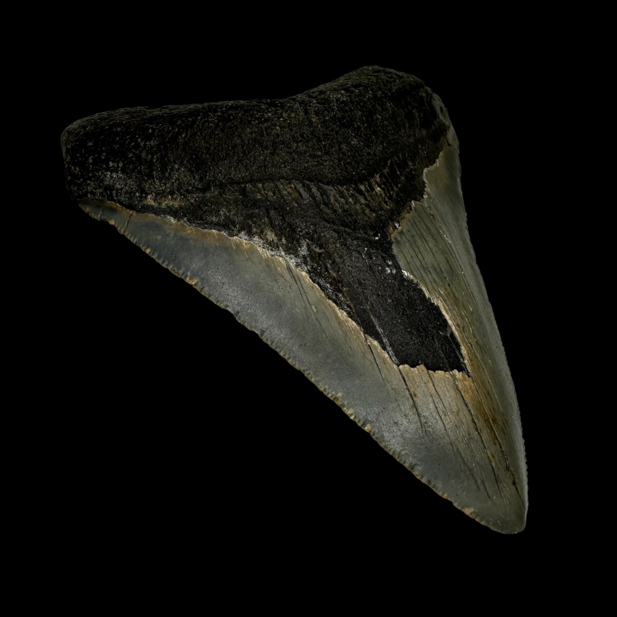 3.84" Megalodon Tooth Fossil - Image 4