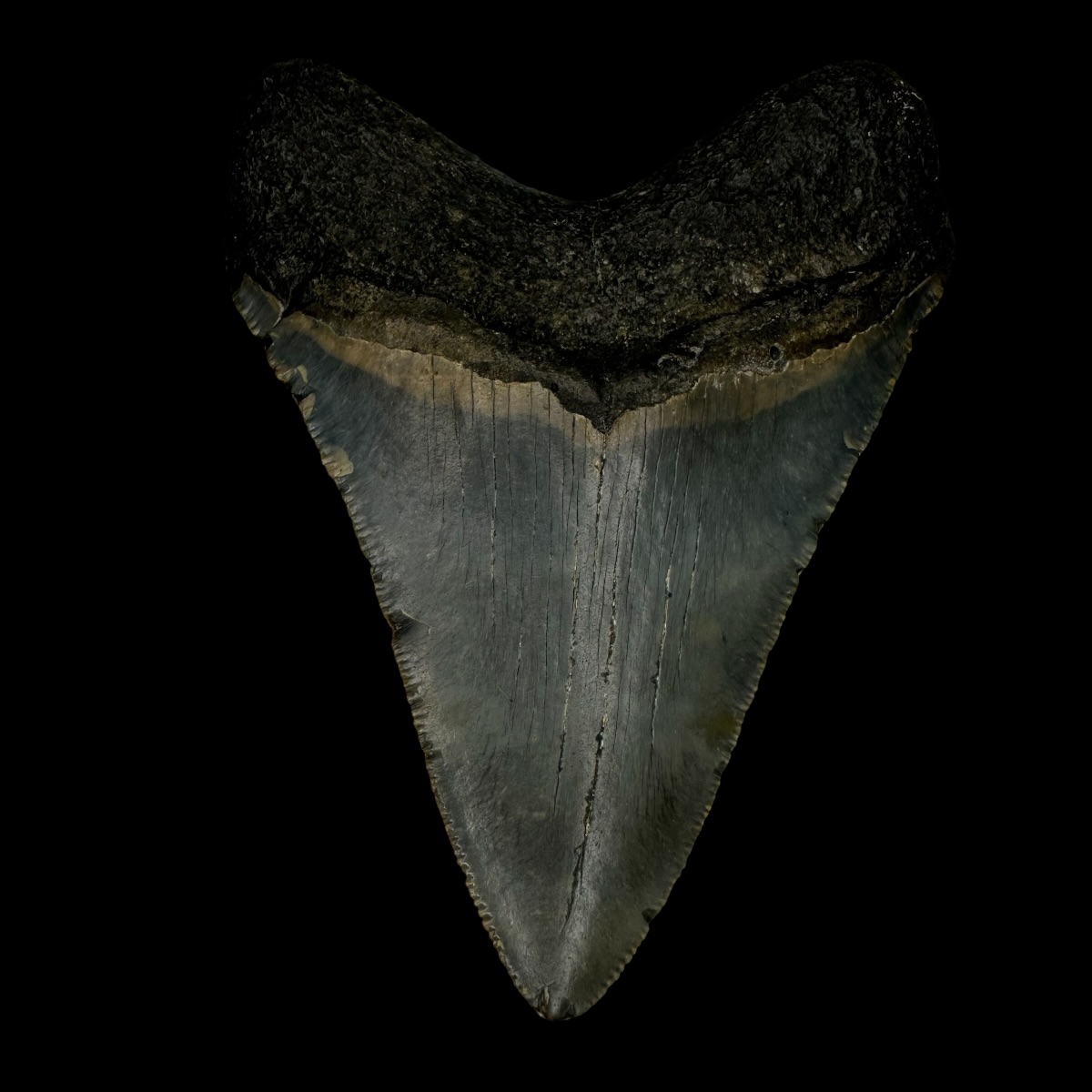 3.84" Megalodon Tooth Fossil - Image 2