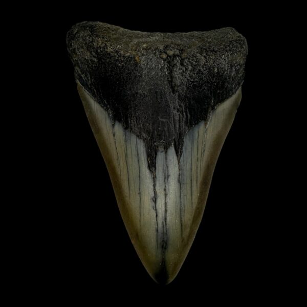 3.59" Megalodon Tooth Fossil