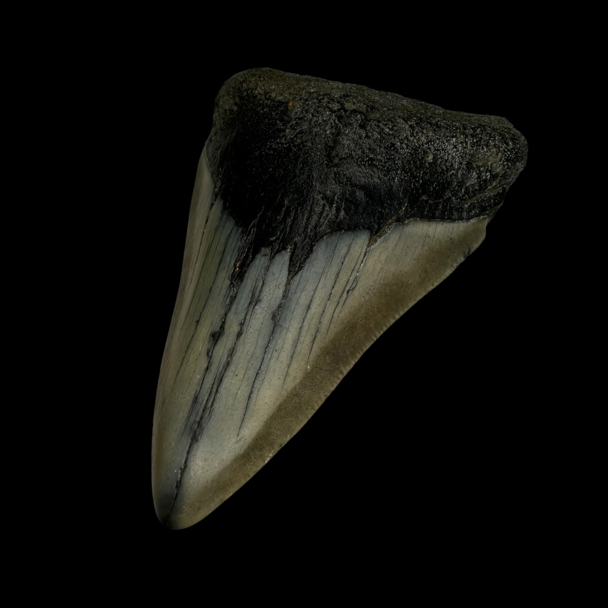 3.59" Megalodon Tooth Fossil - Image 3
