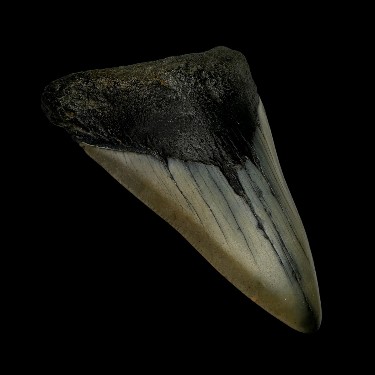 3.59" Megalodon Tooth Fossil - Image 4