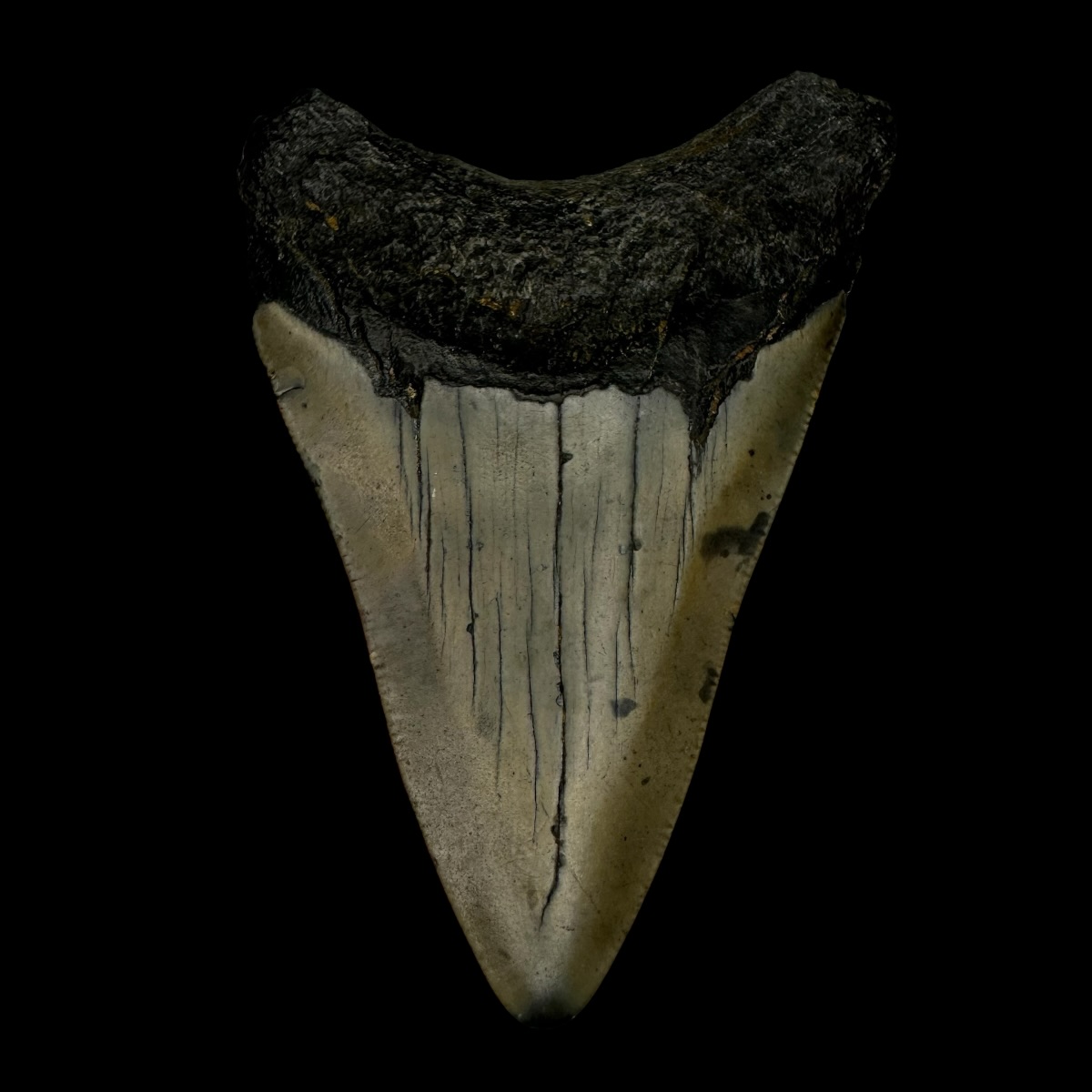 3.59" Megalodon Tooth Fossil - Image 2
