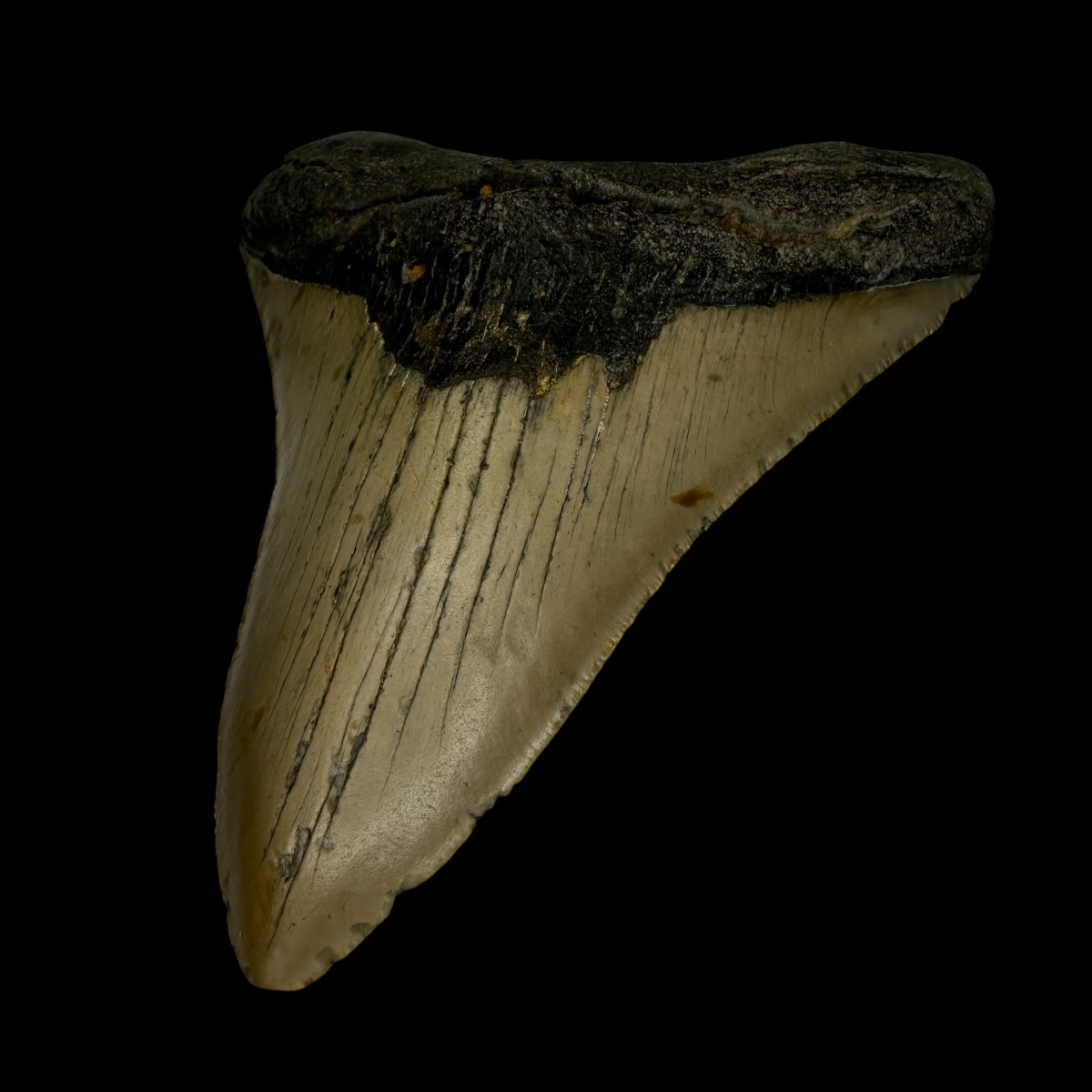 5.04" Megalodon Tooth Fossil - Image 3