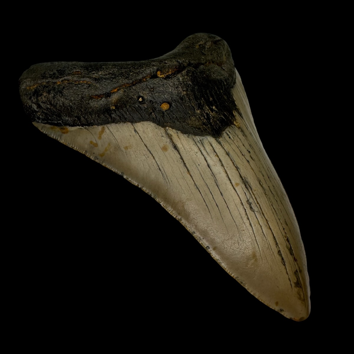 5.04" Megalodon Tooth Fossil - Image 4
