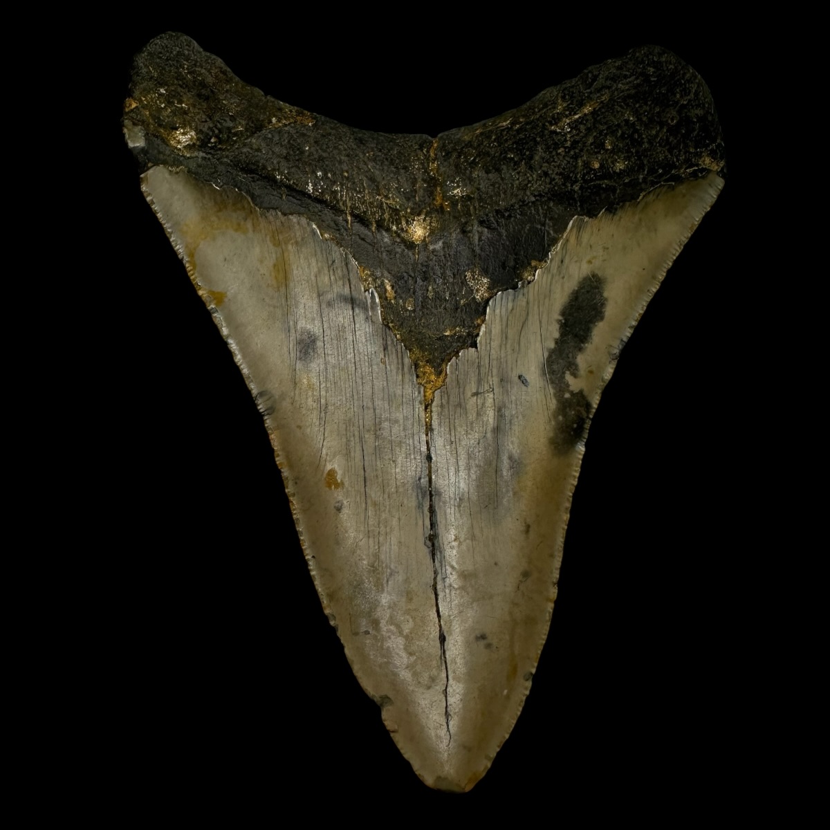 5.04" Megalodon Tooth Fossil - Image 2