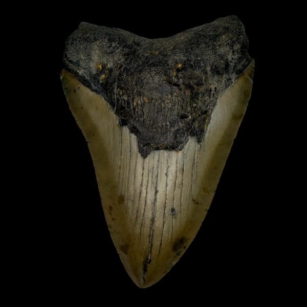 4.17" Megalodon Tooth Fossil