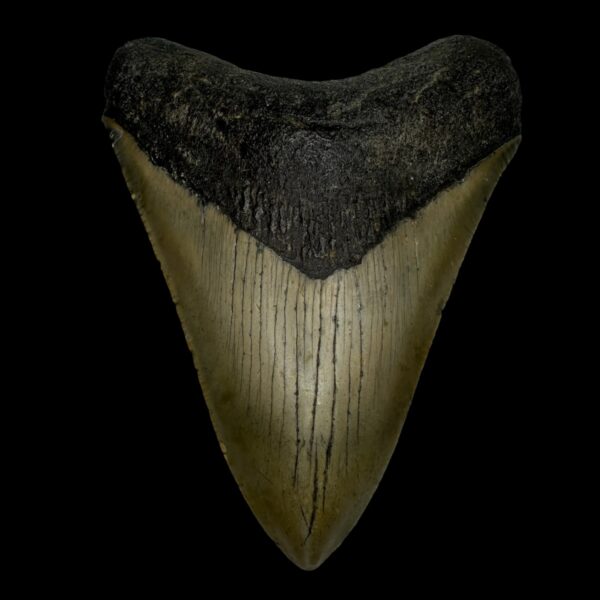4.37" Megalodon Tooth Fossil