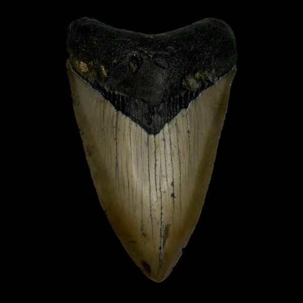 3.79" Megalodon Tooth Fossil