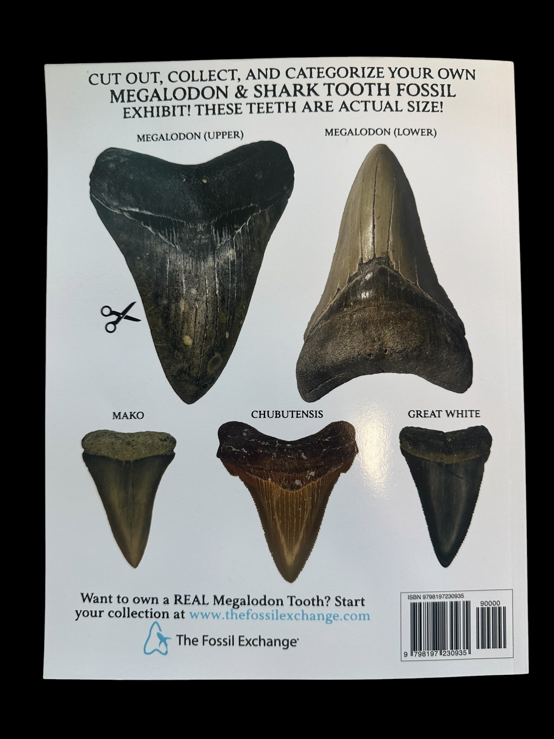 The Megalodon Shark Activity Book - Image 2