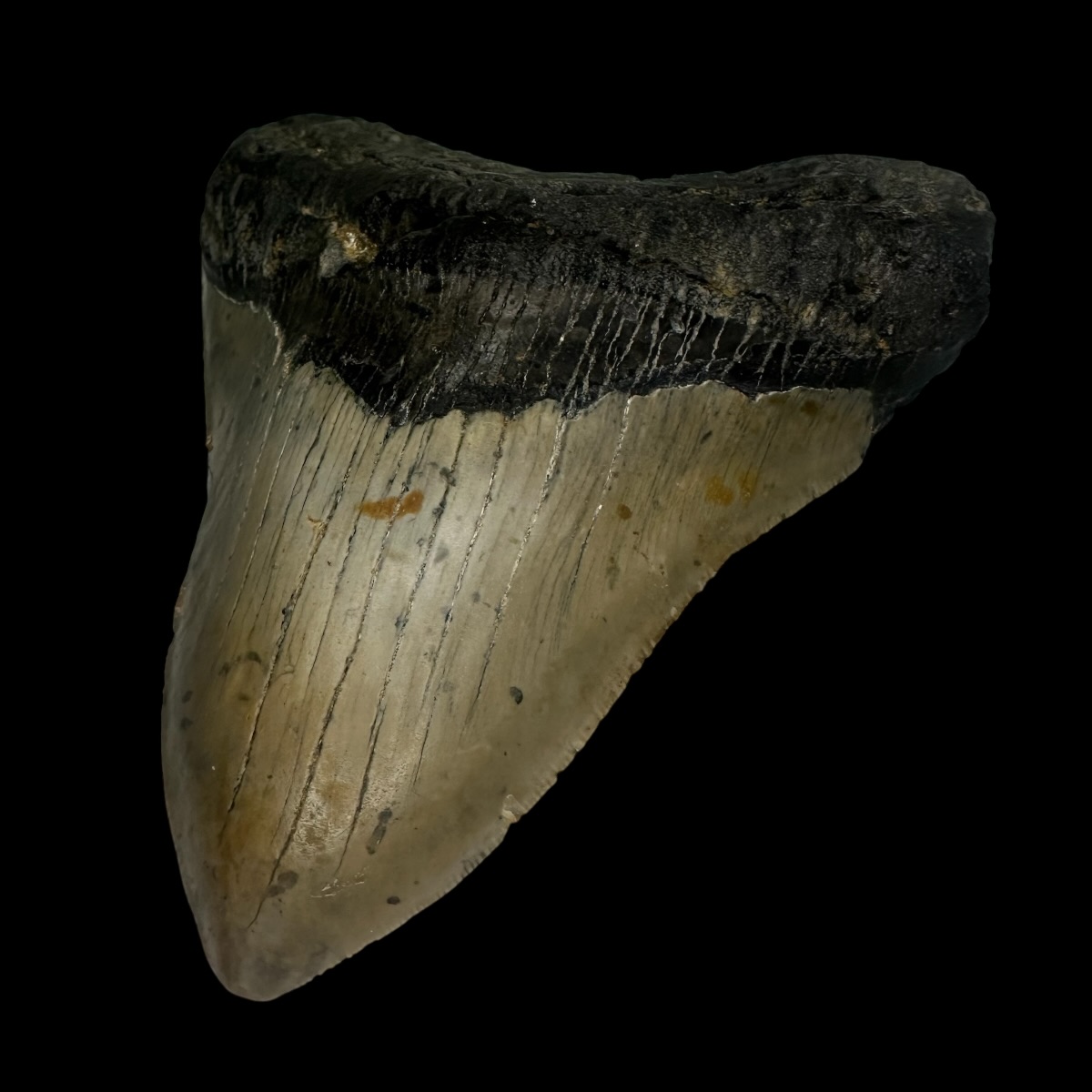 5.39" Megalodon Tooth Fossil - Image 3