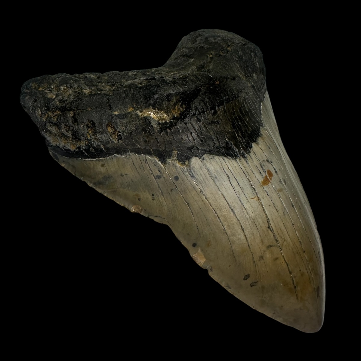 5.39" Megalodon Tooth Fossil - Image 4