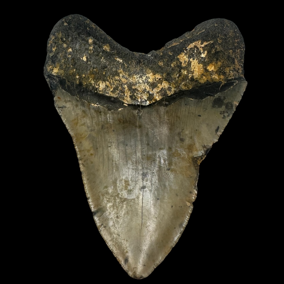5.39" Megalodon Tooth Fossil - Image 2