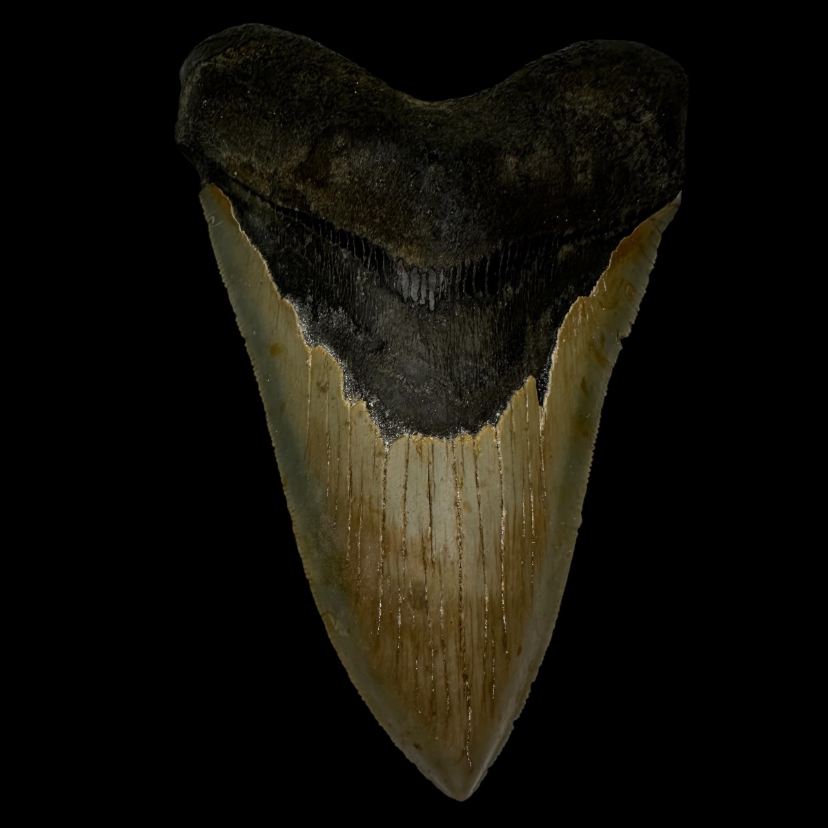 5.34" Serrated Megalodon Tooth Fossil