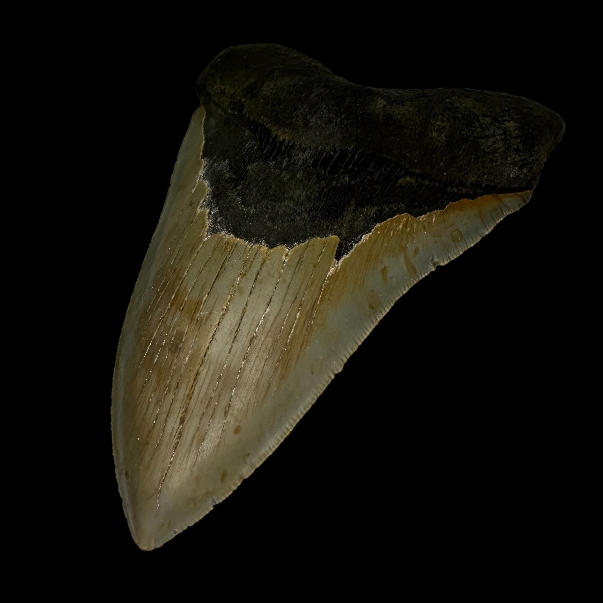 5.34" Serrated Megalodon Tooth Fossil - Image 3