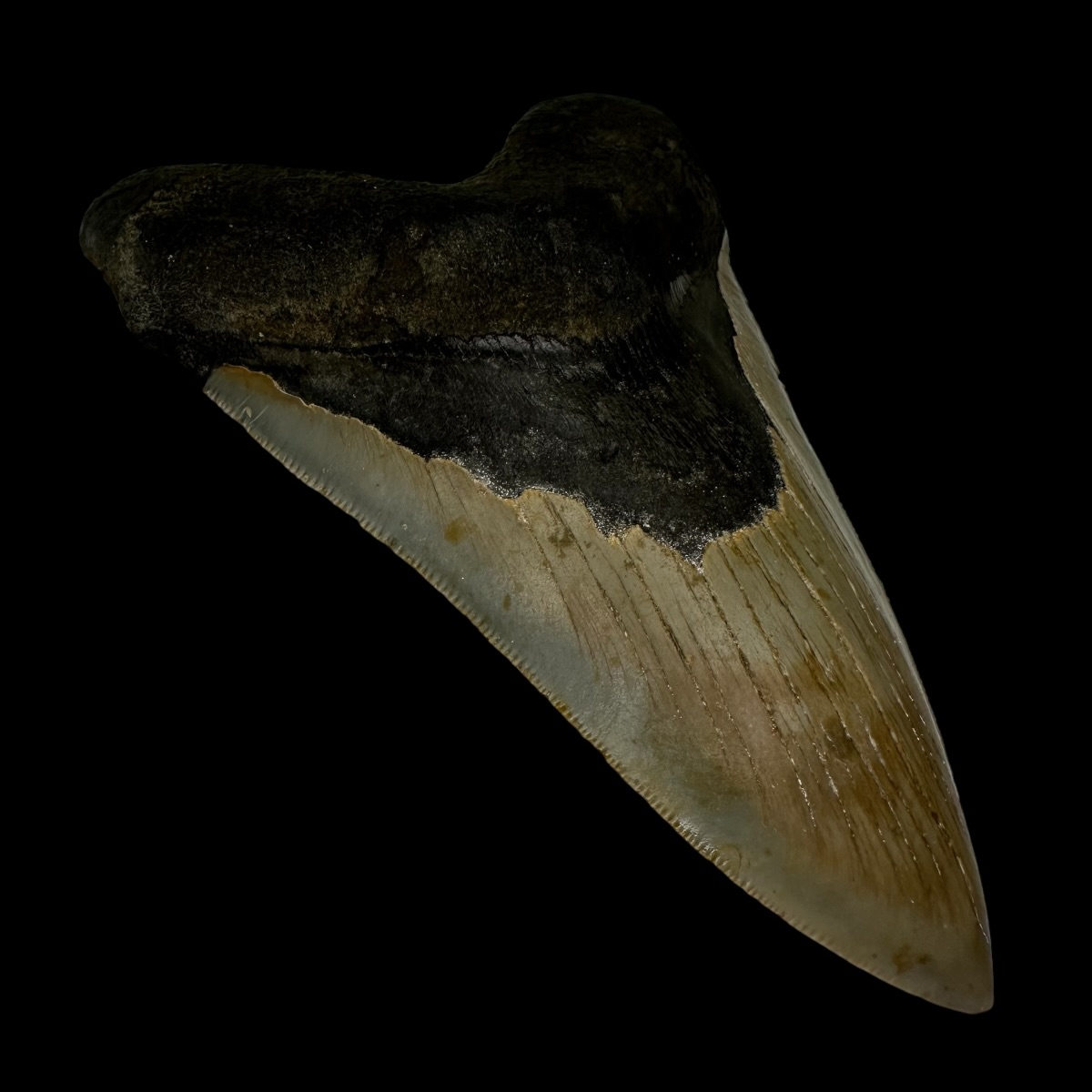5.34" Serrated Megalodon Tooth Fossil - Image 4