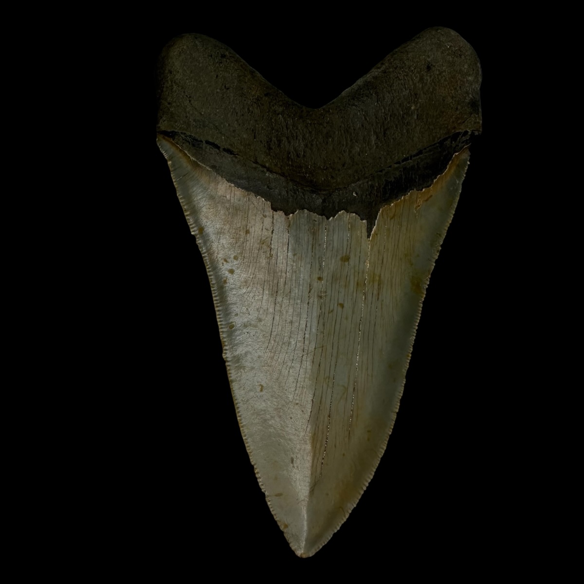 5.34" Serrated Megalodon Tooth Fossil - Image 2