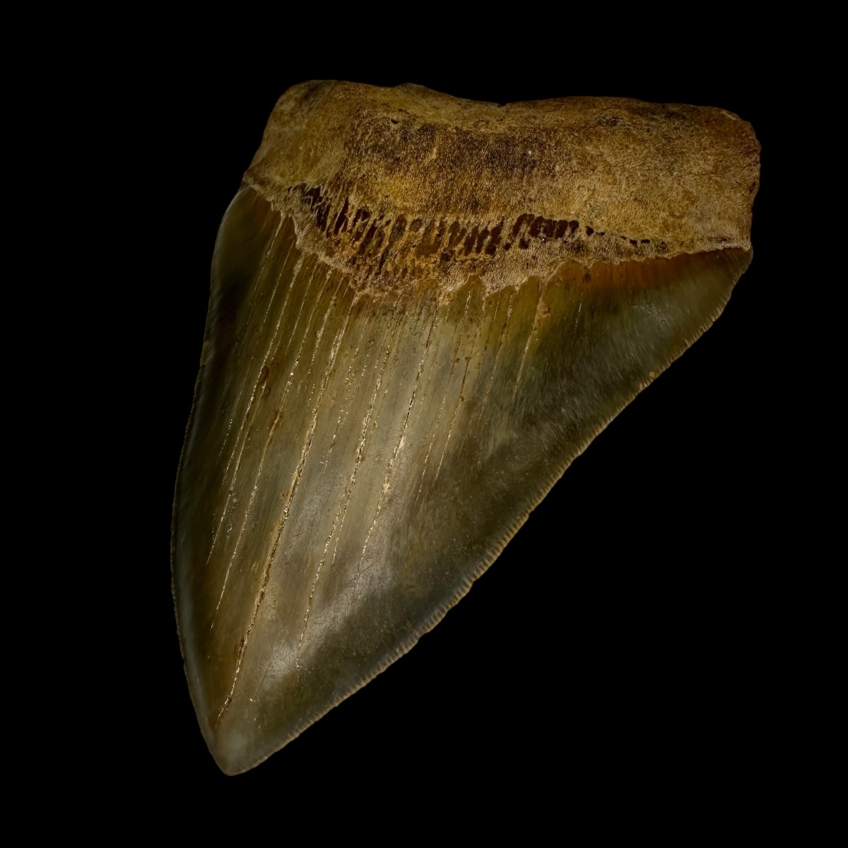 5.35" Serrated Megalodon Tooth Fossil - Image 3