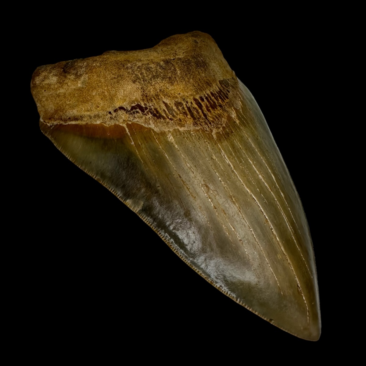 5.35" Serrated Megalodon Tooth Fossil - Image 4